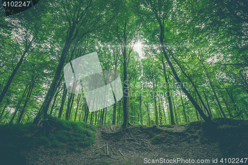 Image of Green leaves on tall trees