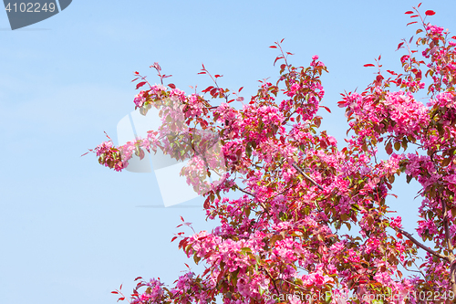 Image of Cherry tree with violet blossoms