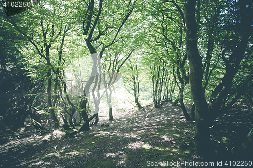 Image of Magical forest with green trees