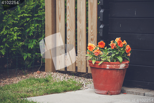 Image of Flowerpot with orange flowers in a garden