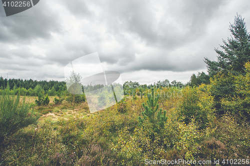 Image of Field with birch and pine trees