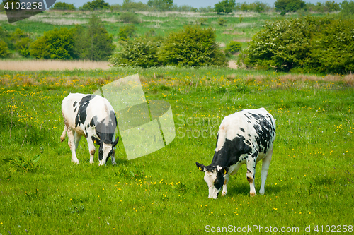 Image of Black and white cattle on a green meadow