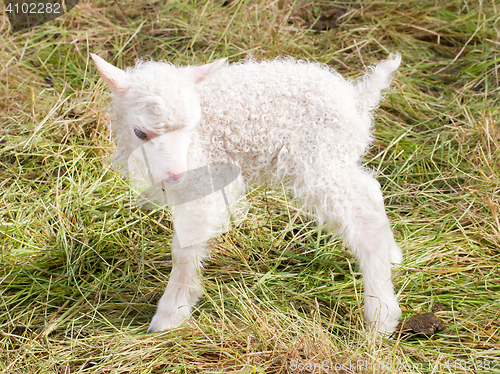 Image of Little newborn lamb standing on the grass
