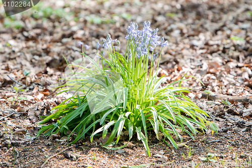 Image of Blue flowers on the forest floor