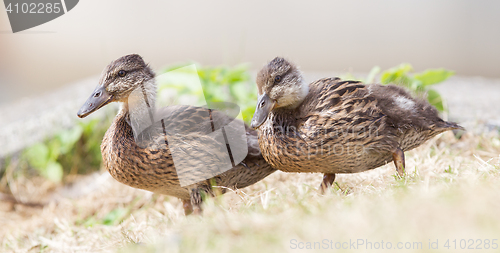 Image of Two juvenile mallard ducks standing in the grass