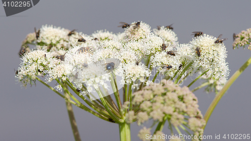 Image of Many flies on white flower in summer