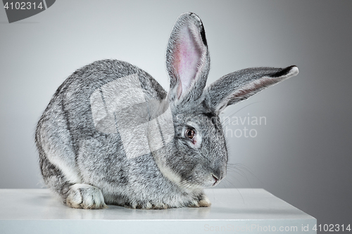 Image of European rabbit or common 