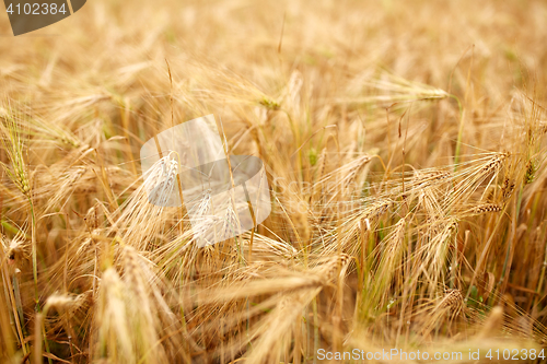 Image of cereal field with spikelets of ripe rye or wheat