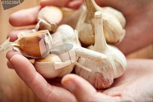 Image of close up of woman hands holding garlic