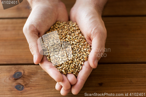 Image of male farmers hands holding malt or cereal grains