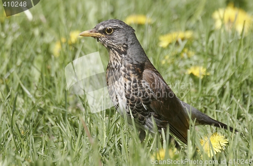 Image of Fieldfare