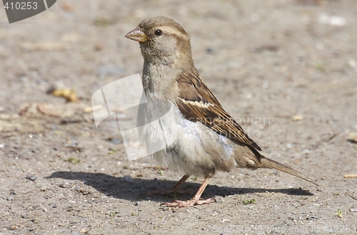 Image of House Sparrow.