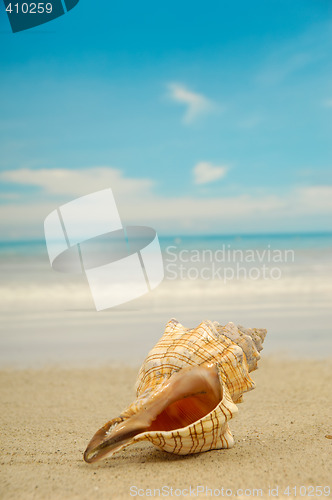 Image of Conch shell on beach
