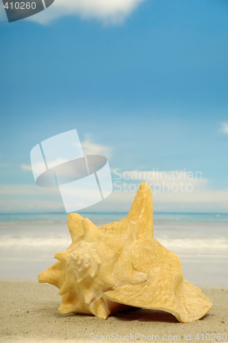 Image of Conch on beach