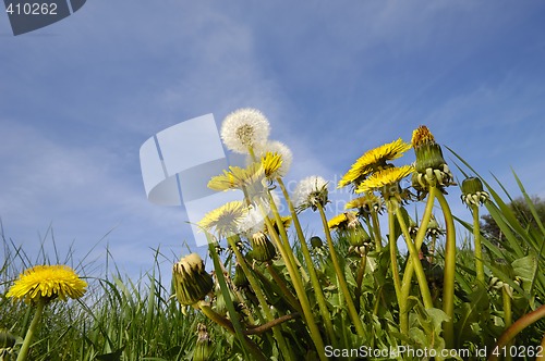 Image of Dandelion flowers in nature