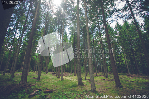 Image of Pine tree forest with sunlight