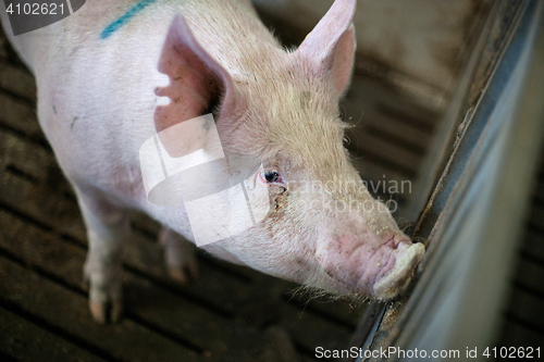 Image of Pig in a dark stable