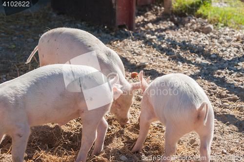 Image of Pigs eating food at a pigsty