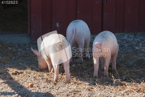 Image of Pink pigs with curly tails at a rural farm