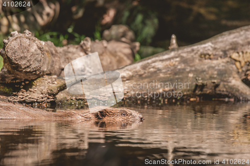 Image of Beaver swimming in a lake in Canada