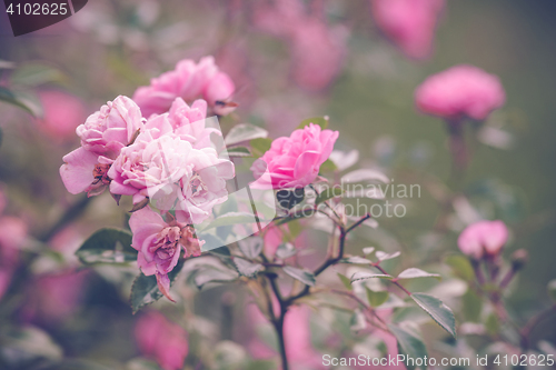 Image of Romantic garden with violet roses