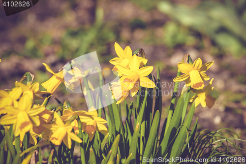 Image of Daffodils flowers on a row in the spring