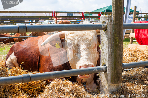 Image of Hereford bull resting in hay