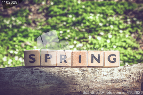 Image of Spring in the forest