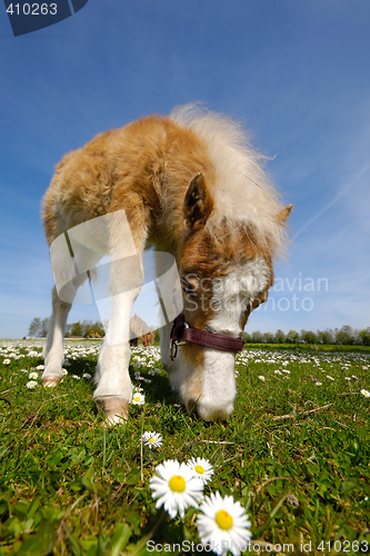 Image of Young horse foal eating grass