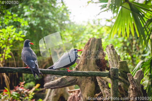 Image of Inca tern on a fence