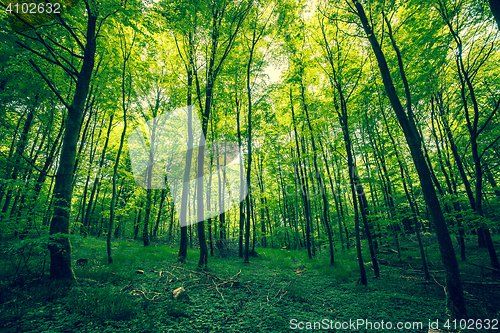 Image of Beautiful forest in the spring