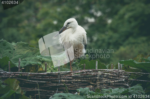 Image of Stork in a nest in green nature