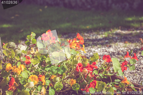 Image of Colorful flowers in a garden