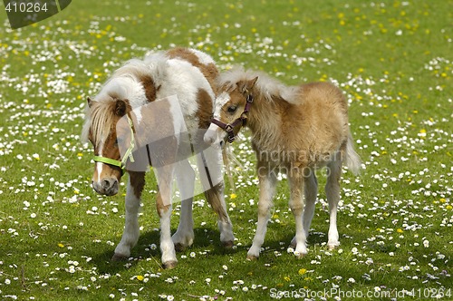 Image of Horse mother and child