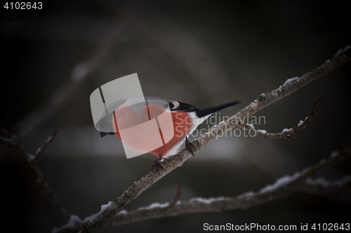 Image of bullfinch