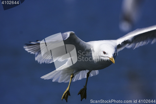 Image of seagull