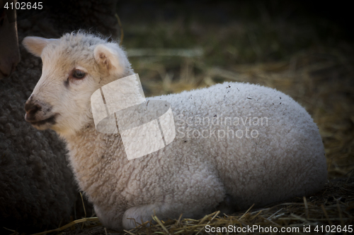 Image of lamb