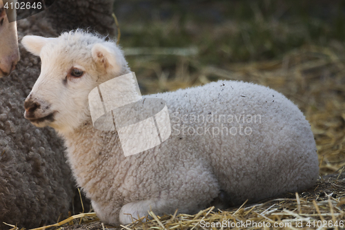 Image of lamb