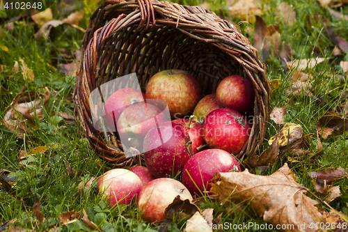 Image of red apples