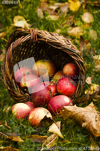 Image of red apples