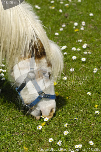 Image of Horse eating green grass