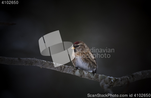 Image of common redpoll