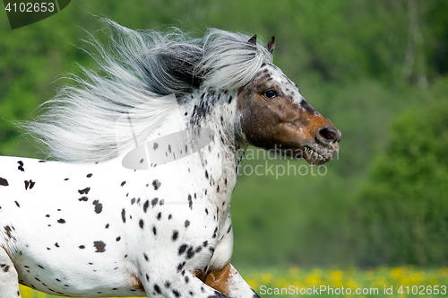 Image of Appaloosa horse runs gallop on the meadow in summer time