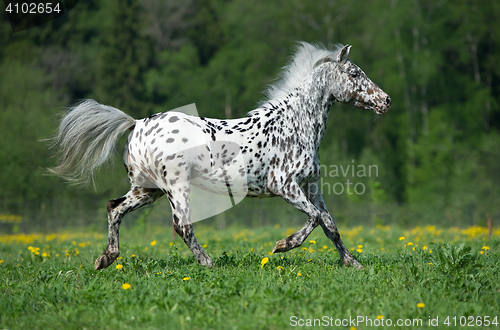 Image of Appaloosa horse runs gallop on the meadow in summer time