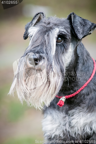 Image of Portrait of a young miniature schnauzer on lawn