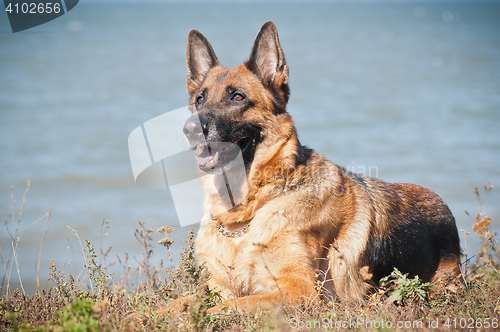 Image of friendly German shepherd lying in the dry grass on the beach