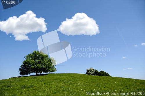 Image of Tree on hill with clouds