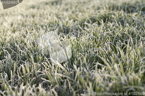 Image of young grass plants, close-up