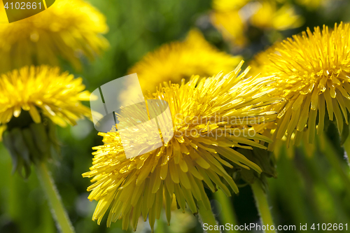 Image of yellow dandelions in spring