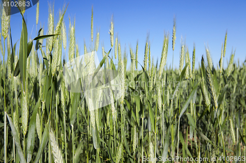 Image of Field with cereal